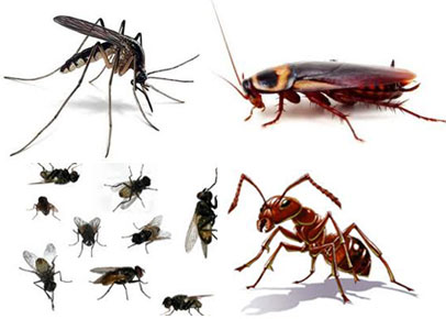 Dịch vụ diệt ruồi, muỗi, kiến, gián